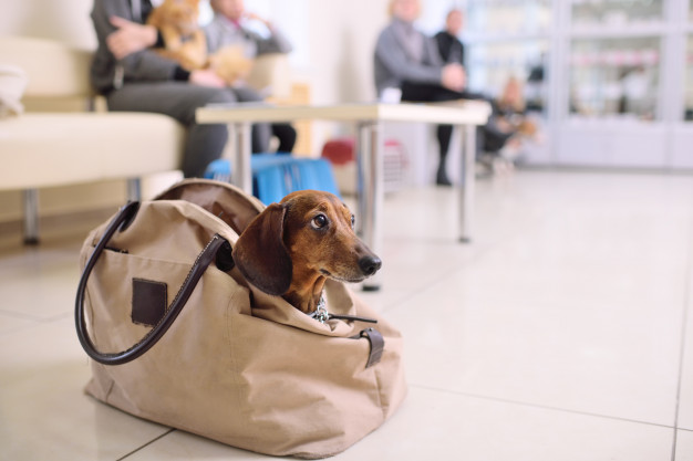 hund i taske